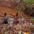 ജലാശയങ്ങള്‍ വീണ്ടടുത്ത് കായണ്ണയില്‍ സന്നദ്ധ പ്രവര്‍ത്തകരുടെ  കൂട്ടായ്മ