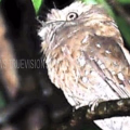 ഈങ്ങാപ്പുഴയിലെ ജൈവവൈവിധ്യ പാര്‍ക്കില്‍ പുതിയ ഇനം പക്ഷികള്‍ 
