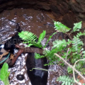 ആള്‍മറയില്ലാത്ത കിണറില്‍ വീണ പശുവിന് രക്ഷകരായി പേരാമ്പ്ര അഗ്‌നിരകഷാസേന