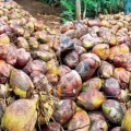 ബാലുശ്ശേരിയില്‍ പച്ചതേങ്ങ സംഭരണ കേന്ദ്രം വേണമെന്ന് കിസാന്‍ ജനത ബാലുശ്ശേരി മണ്ഡലം കമ്മിറ്റി ആവശ്യപ്പെട്ടു