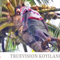 തേങ്ങ പറിക്കാന്‍ വേതനം ഇനി പഞ്ചായത്ത് നല്‍കും; നാളികേര കര്‍ഷകര്‍ക്ക് കൈതാങ്ങായി മൂടാടിയിലെ കേര സൗഭാഗ്യ പദ്ധതി 