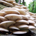 #cultivation | കെവികെയില്‍ കൂണ്‍ വളര്‍ത്തല്‍ പരിശീലനം