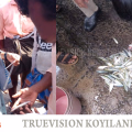 #koyilandy | ചെറു മത്സ്യബന്ധനത്തിനെതിരെ ഫിഷറീസ് വകുപ്പിന്റെ നടപടി തുടരുന്നു; 5വള്ളങ്ങളില്‍ നിന്നായി 3 ടണ്‍ മത്സ്യം പിടികൂടി