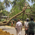 #TREE FALL | തിരുവങ്ങൂര്‍- കുനിയില്‍ കടവ് പാലം റോഡില്‍  മരം വീണ് ഗതാഗതം തടസപ്പെട്ടു