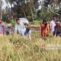 കൊയ്ത്തുല്‍സവം; അത്തോളി കൈപ്പാട് കൊയ്ത്തുല്‍സവം പഞ്ചായത്ത് പ്രസിഡന്റ് ഉദ്ഘാടനം ചെയ്തു  
