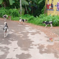 തെരുവ് നായക്കൾ റോഡിൽ അഴിഞ്ഞാടുന്നു; ഭീതിയിൽ ജനങ്ങൾ  