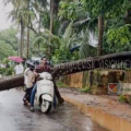 ചീക്കിലോട് റോഡിൽ കമ്മിളി താഴെ റോഡിന് കുറുകെ വീണ മരം മുറിച്ചു മാറ്റി