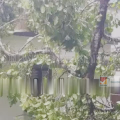 അതിശക്തമായ കാറ്റിലും കനത്ത മഴയിലും വീടിനു മുകളിലേക്ക് മരം പൊട്ടിവീണു