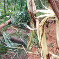 മുതുകാട്ടില്‍ കാട്ടാനക്കൂട്ടം കൃഷി നശിപ്പിച്ചു