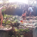 ശക്തമായ കാറ്റ് ; വടക്കുമ്പാട് വീടിന് മുകളിൽ കൂറ്റൻ തണൽമരം വീണ് മേൽക്കൂര തകർന്നു.