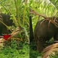 ചൂരണിയിൽ കാട്ടാന ആക്രമണം; നാല് പേർക്ക് പരിക്ക്