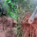 കുന്നുമ്മലിൽ ചന്ദനം മുറിച്ച് കടത്തിയതായി പരാതി