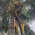 കർക്കിടക വാവിനുള്ള കരിക്കിടാൻ കയറിയ യുവാവ് തെങ്ങിന്റെ മുകളിൽ മരിച്ച നിലയിൽ