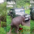 തലനാരിഴയ്ക്ക് രക്ഷ; ചൂരണിയിൽ നാട്ടുകാർക്കരികിലേക്ക് പാഞ്ഞടുത്ത് കാട്ടാന 