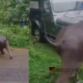  തിരച്ചിലിന് തടസമായി കനത്ത മ‍ഴ; ജനവാസ മേഖലയിൽ ഇറങ്ങിയ കാട്ടാനക്കുട്ടിക്കായുള്ള തിരച്ചിൽ തുടരുന്നു