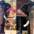 കൊമ്പന് ഈരാറ്റുപേട്ട അയ്യപ്പന് ചരിഞ്ഞു