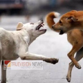 ചെറുവാഞ്ചേരിയിൽ  തെരുവ് നായുടെ കടിയേറ്റ് നിരവധി പേർക്ക് പരിക്ക്.
