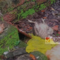 കൂട് തകർത്ത് പത്തോളം കോഴികളെ തെരുവുനായകൾ കടിച്ചു കൊന്നു ; വസന്തയുടെ ജീവിതമാർഗം വഴിമുട്ടി