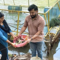 നല്ലോണം മീനോണം ; പെരിങ്ങത്തൂർ പുഴയിലെ മത്സ്യ കൃഷി വിളവെടുത്തു