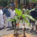 പാനൂർ ബൈപ്പാസ് റോഡിൻ്റെ ശോച്യാവസ്ഥ ;തിരുവോണ നാളിൽ വാഴ നട്ട് പ്രതിഷേധം