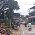 തിരുവങ്ങാട് - ചമ്പാട് റോഡ് നവീകരണം വേഗത്തിലാകും ; കോപ്പാലത്ത് റോഡിനിരുവശത്തെ മരങ്ങൾ മുറിച്ചുമാറ്റാനാരംഭിച്ചു