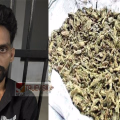 ചൊക്ലിയിൽ വീട് കേന്ദ്രീകരിച്ച് കഞ്ചാവ് വിൽപ്പന ; യുവാവ് അറസ്റ്റിൽ