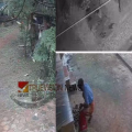 കണ്ണൂരിൽ വീട്ടുപറമ്പിൽ കയറി  ചാക്കിലാക്കി കൊണ്ടുപോയത് അരലക്ഷം രൂപയുടെ തേങ്ങയും, അടക്കയും ; മോഷണം ഉടമ ബാംഗ്ലൂരിലിരുന്ന് കണ്ടതോടെ  കള്ളൻ പിടിയിൽ