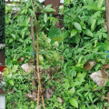 ചമ്പാട് ഓട്ടോ ഡ്രൈവർമാർ നട്ടുവളർത്തിയ ആൽമരം നശിപ്പിച്ചതായി പരാതി ; ആൽമരം നട്ടത് കഴിഞ്ഞ പരിസ്ഥിതി ദിനത്തിൽ