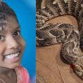 പാമ്പ് കടിച്ചതെന്ന് തിരിച്ചറിയാൻ വൈകി, ഒന്നാം ക്ലാസ് വിദ്യാര്‍ഥിനി അണലിയുടെ കടിയേറ്റ് മരിച്ചു 