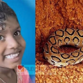 പാമ്പ് കടിച്ചതറിയാൻ വൈകി ; ഒന്നാം ക്ലാസ് വിദ്യാര്ഥിനിക്ക് അണലിയുടെ കടിയേറ്റ് മരണം