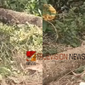 കാപ്പി കുടി കഴിഞ്ഞ് വിശ്രമിക്കുകയായിരുന്ന തൊഴിലുറപ്പ് തൊഴിലാളികൾക്ക് മേൽ തെങ്ങ് കടപുഴകി വീണു ; രണ്ട് സ്ത്രീകൾക്ക് ദാരുണാന്ത്യം, രണ്ട് പേരുടെ നില ഗുരുതരം
