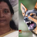 പത്തനംതിട്ടയില് പേ വിഷബാധയേറ്റ് വീട്ടമ്മയ്ക്ക് ദാരുണാന്ത്യം
