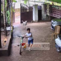 പാനൂരിനടുത്ത് കടവത്തൂരിൽ ഭീതി പരത്തി തെരുവുനായകൾ ;  6 വയസുകാരൻ  രക്ഷപ്പെട്ടത് തലനാരിഴക്ക്