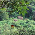 നാദാപുരം മേഖലയിൽ കാട്ടാനക്കൂട്ടമിറങ്ങി ; തമ്പടിച്ചത് 16 എണ്ണം, വ്യാപക കൃഷിനാശം