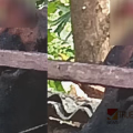 ദാരുണം.....! കറവപ്പശു തലതല്ലി ചത്തു, പരിശോധനയിൽ പേവിഷ ബാധ; പാലുപയോഗിച്ചവർ ഭീതിയിൽ