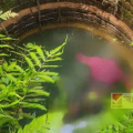പൊന്ന്യം പാലത്ത് പള്ളി ഉടമസ്ഥതയിലുള്ള കിണറ്റിൽ യുവാവിൻ്റെ മൃതദേഹം ;  മരിച്ചത് പുല്യോട് സ്വദേശി