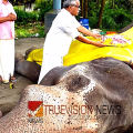 ചരിഞ്ഞ കൊമ്പൻ ഗോകുലിന് മർദ്ദനമേറ്റിരുന്നതായി റിപ്പോർട്ട്; രണ്ടു പാപ്പാന്മാർക്ക് സസ്‌പെൻഷൻ 