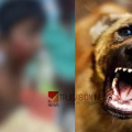സുഹൃത്തുക്കൾക്കൊപ്പം കളിക്കുന്നതിനിടെ രണ്ടാം ക്ലാസ്സുകാരന് തെരുവുനായുടെ കടിയേറ്റു