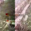 ചൊക്ലിയിൽ കടയിലേക്ക് പോകവെ തെങ്ങ് ദേഹത്ത് വീണ്‌, വിദ്യാർത്ഥിക്ക് പരിക്ക്