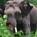 തൃശൂർ കുതിരാനിൽ കാട്ടാന ആക്രമണം; ഫോറസ്റ്റ് വാച്ചര്ക്ക് പരിക്ക്