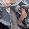 തല പൊക്കി വന്നത് വിഷപ്പാമ്പ്; കോളജിലേക്കുള്ള യാത്രാമധ്യേ സ്കൂട്ടറിൽനിന്ന് പൊങ്ങി അപ്രതീക്ഷിത ‘അതിഥി’; പാമ്പിന്റെ കടിയേൽക്കാതെ അധ്യാപികയ്ക്ക് രക്ഷ
