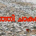 ഓടിക്കോ വാരിക്കോ... ചാകരയാ...! കാഞ്ഞങ്ങാട് കടപ്പുറത്ത് മത്തിചാകര, വാരിക്കൂട്ടി നാട്ടുകാർ