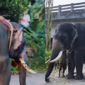 കുതിരാനിൽ ഇറങ്ങിയ ഒറ്റയാനെ തുരത്താൻ വയനാട്ടിൽ നിന്ന് വിക്രമും ഭരതും എത്തി; ദൗത്യം ഇന്ന് ആരംഭിക്കും