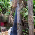 സ്വകാര്യ വ്യക്തിയുടെ പറമ്പിൽ കാട് വെട്ടുന്നതിനിടെ ഷോക്കേറ്റു:  കണ്ണൂര്‍ കുത്തുപറമ്പിൽ  വയോധികയ്ക്ക് ദാരുണാന്ത്യം