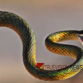 പ്രചാരണത്തിന് ഇറങ്ങുന്നതിനിടെ യുഡിഎഫ് സ്ഥാനാർഥിക്ക് പാമ്പുകടിയേറ്റു