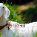 ആട് ഭീകരജീവിയല്ല ....! വാഴ ആട് തിന്നതിൽ അയൽവാസികൾ തമ്മിൽ തർക്കം; ഒരാൾക്ക് വെട്ടേറ്റു 