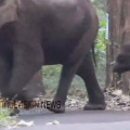 കാട്ടാനയുടെ ആക്രമണത്തിൽ വീണ്ടും മരണം; ചാലക്കുടിയിൽ 75-കാരനെ ചവിട്ടിക്കൊന്നു, ആക്രമിച്ചത് തുമ്പിക്കൈ ഇല്ലാത്ത കുട്ടിയാനക്കൊപ്പം എത്തിയ കാട്ടാനക്കൂട്ടം