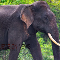 ചായ കുടിക്കാൻ പോകുന്നതിനിടെ കാട്ടാന ആക്രമണം, വയോധികന് ദാരുണാന്ത്യം