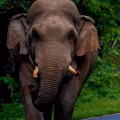 കണ്ണൂർ കാട്ടാന ഭീഷണി; അയ്യങ്കുന്ന് പഞ്ചായത്തിലെ നാല് വാർഡുകളിൽ നിരോധനാജ്ഞ 