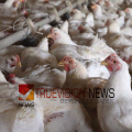ജാഗ്രതാ...: കുട്ടനാട്ടില്‍ പക്ഷിപ്പനി സ്ഥിരീകരിച്ചു